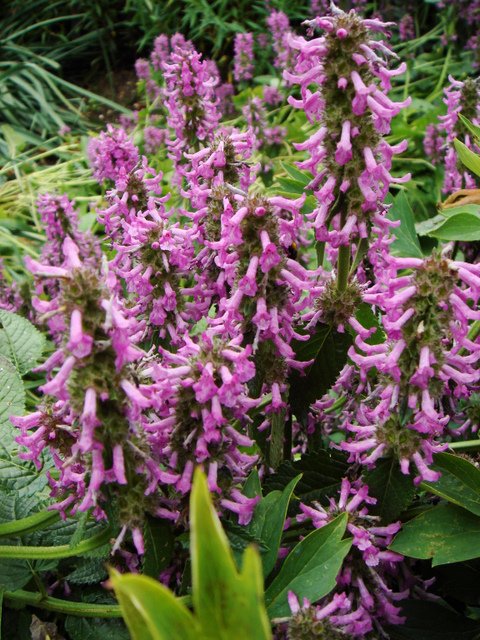 Stachys macrantha fleur